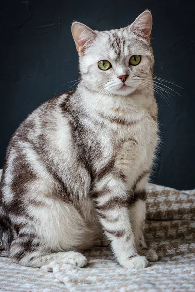 Беременная кошка — стоковое фото