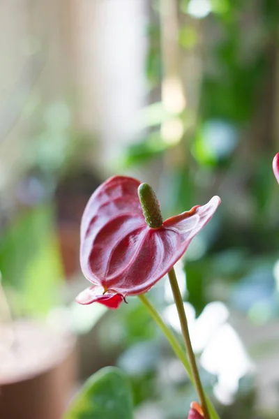 Квіти червоного Антуріум — стокове фото