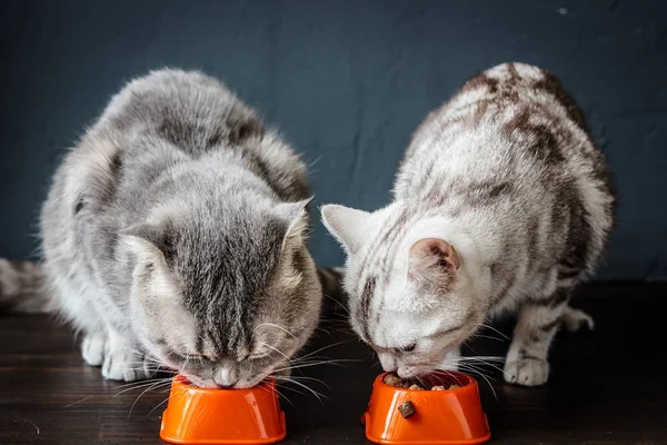 Две кошки едят еду — стоковое фото