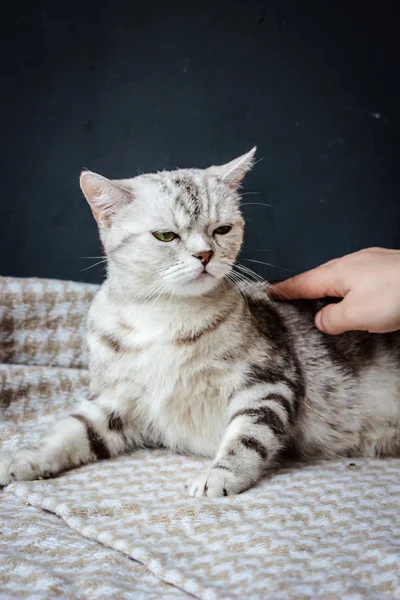 Trächtige Katze spielt mit menschlicher Hand. — Stockfoto