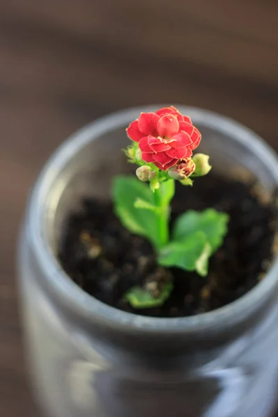 Pequeño kalanchoe homeplant en una olla transparente. Flor roja de Kalanchoe — Foto de Stock