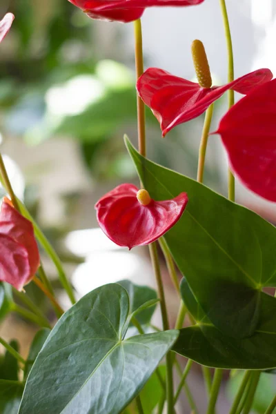 Rode anthurium bloemen — Stockfoto