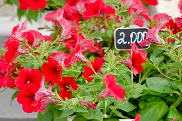 Çiçekçi dükkanında fiyat etiketli çiçekler — Stok fotoğraf