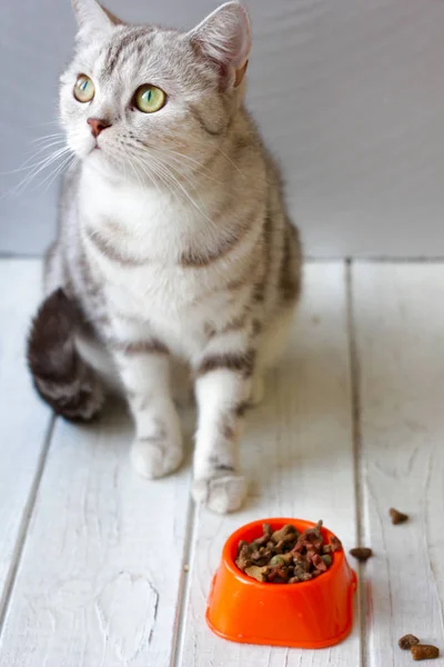 Серый кот сидит возле оранжевой чаши с едой . — стоковое фото