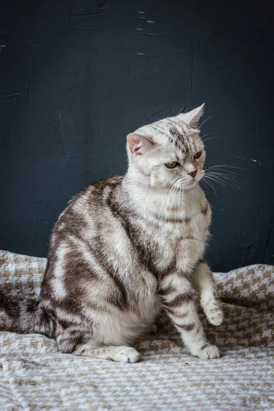 Schwangere Katze sitzt — Stockfoto