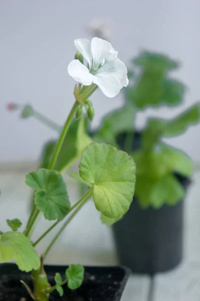 Белый пеларгоний цветок, герань, известный как аистовые клюшки, домашнее растение — стоковое фото
