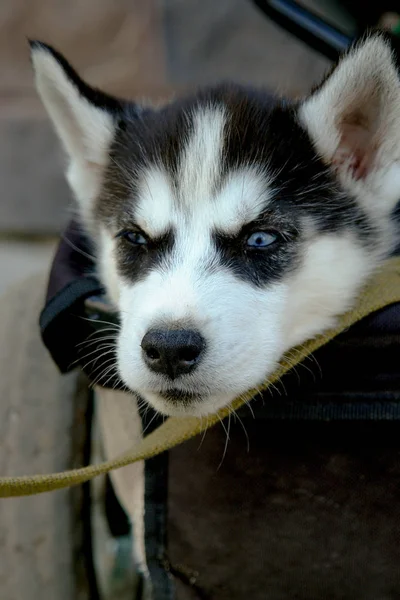 Adorable perrito de husky sentado en el tronco de triciclo. — Foto de Stock