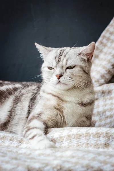 Brittish cat sitting — Stock Photo, Image