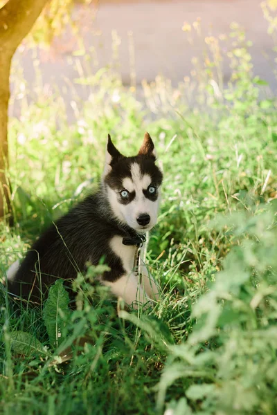 Gyönyörű kis husky kutya - 2018 jelképe — Stock Fotó