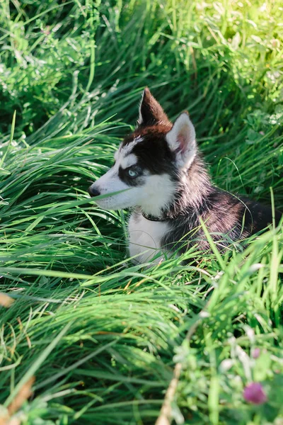 Маленький щенок сибирской хаски играет на траве — стоковое фото