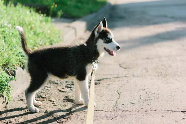 Husky filhote de cachorro ficar na estrada no dia ensolarado — Fotografia de Stock