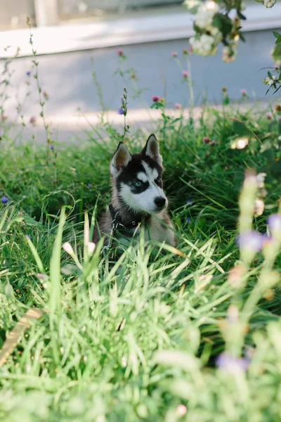 Little husky dog at green grass — Stock Photo, Image
