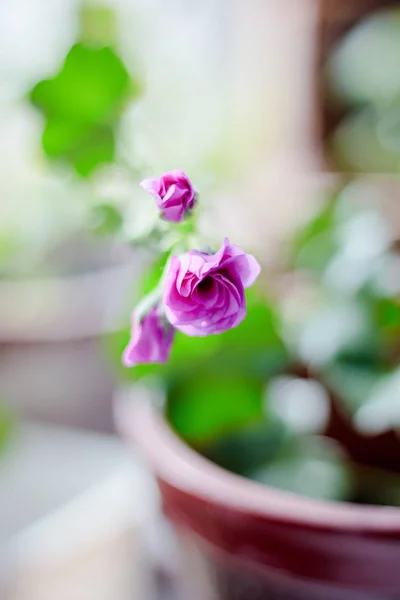 Квітка пурпурового пеларгонія — стокове фото