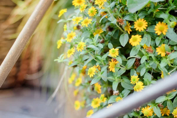 Pequeñas flores amarillas en el jardín como elementos de diseño del paisaje. — Foto de Stock