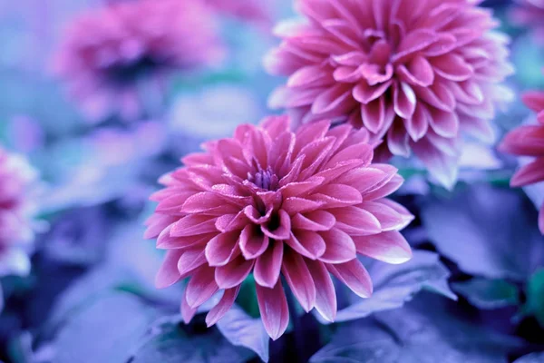Flores de invierno cubiertas con hielo frío delgado. —  Fotos de Stock