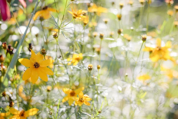 Flores amarillas en el jardín de verano en el día soleado. — Foto de Stock