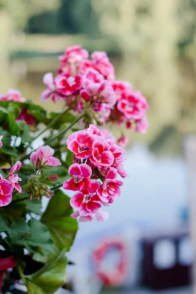 Квіти рожевого герані або пеларгонії — стокове фото