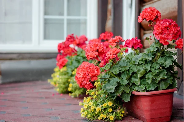 Rote Geranien im Blumentopf — Stockfoto