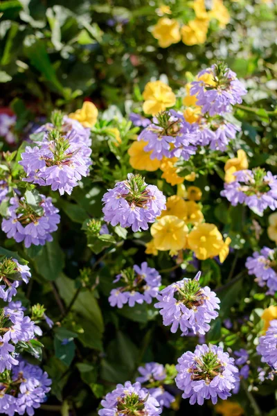 Algunas flores en el día soleado como elementos de diseño del paisaje — Foto de Stock