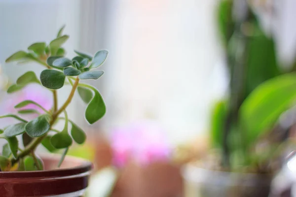 Aichrizon - belle plante maison dans un pot de fleurs. — Photo