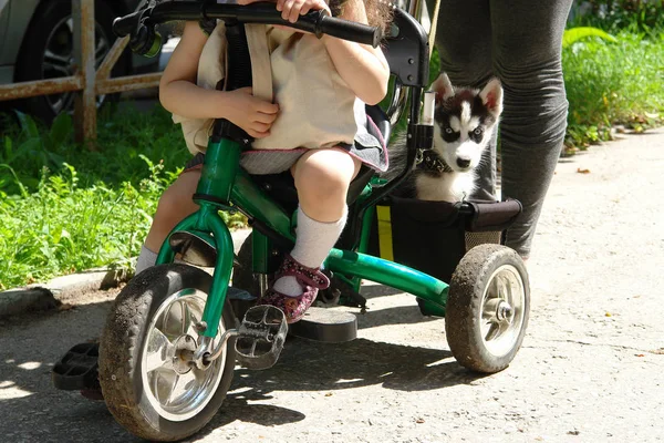 Anjing kecil lucu serak duduk di bagasi roda tiga. — Stok Foto