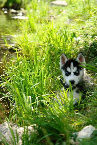 Förtjusande liten hundvalp som leker på det gröna gräset på sommardagen. — Stockfoto