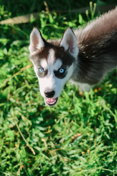 Imádnivaló husky kiskutya sétál a zöld parkban — Stock Fotó