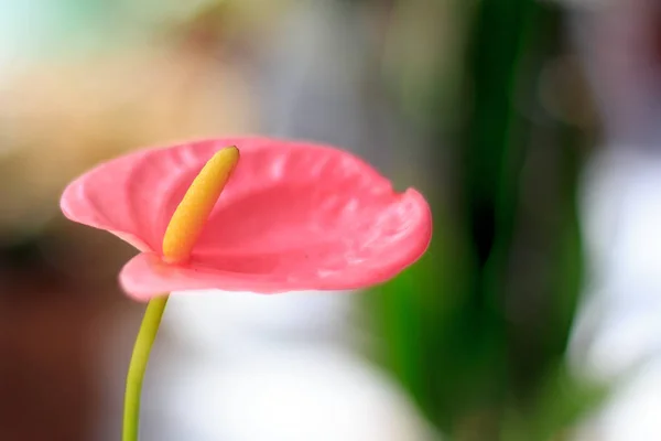 Pembe antoryum çiçek