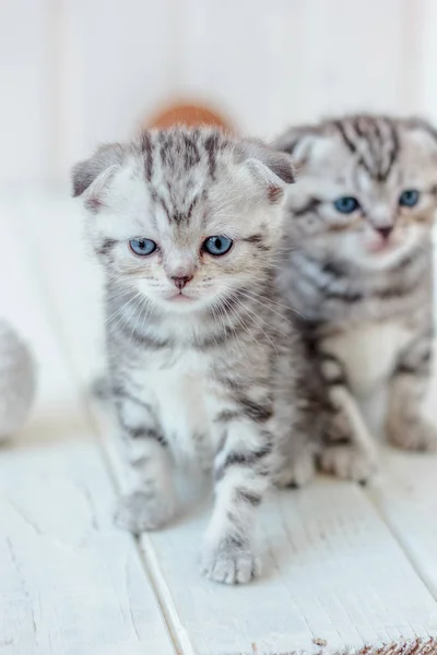 Retrato de dos gatitos . —  Fotos de Stock