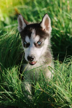 Husky yavrusu çimenlerin üzerinde