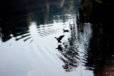 Göl aşağı uçan ördek sıçrama