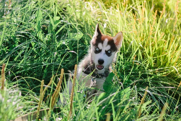 Pequeño cachorro de husky siberiano jugando en la hierba — Foto de Stock