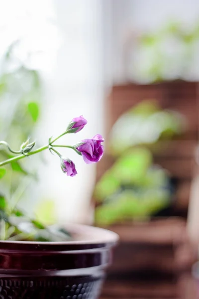 Flor de geranio magenta — Foto de Stock