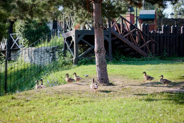 Ducks playing on the recreation zone in city. — Stock Photo, Image