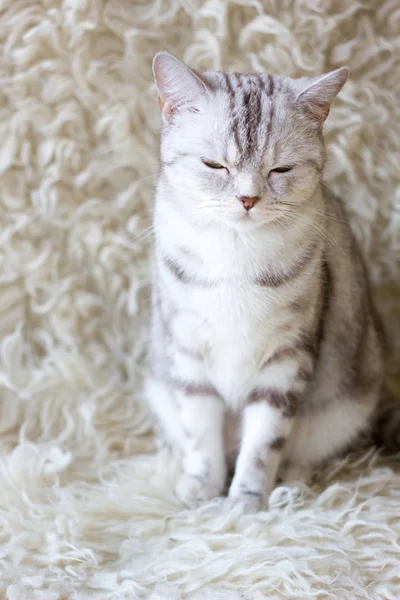 Shot z šedé Británii kočka — Stock fotografie