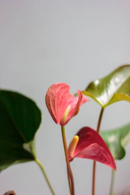 Gri bir duvara güzel Anthurium çiçek
