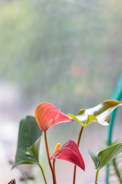 Anthurium bitki evde bahçe penceresi