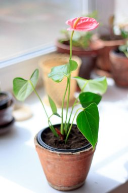 Anthurium plat pencere pervazına üzerinde bir çiçek tencerede.