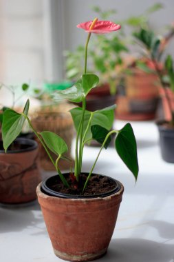 Anthurium plat pencere pervazına üzerinde bir çiçek tencerede.