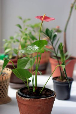 Anthurium plat pencere pervazına üzerinde bir çiçek tencerede.