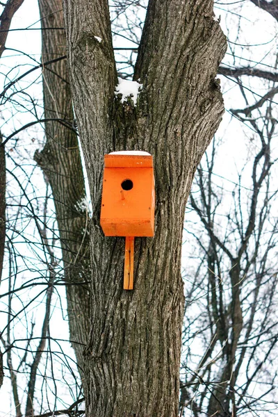 Birdhouse Caixa Nidificação Árvore Parque Inverno — Fotografia de Stock