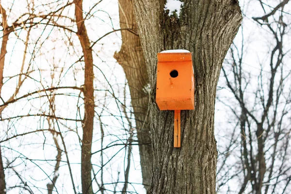 Birdhouse Caixa Nidificação Árvore Parque Inverno — Fotografia de Stock