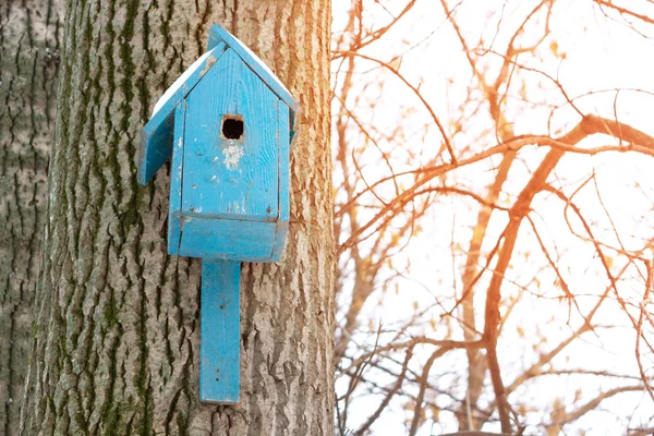 Птичий Домик Гнездовой Ящик Дереве Зимнем Парке — стоковое фото
