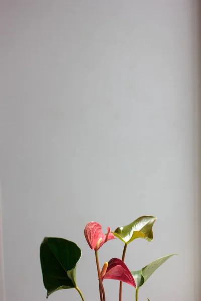 Piękny Kwiat Anthurium Ścianę Szary — Zdjęcie stockowe