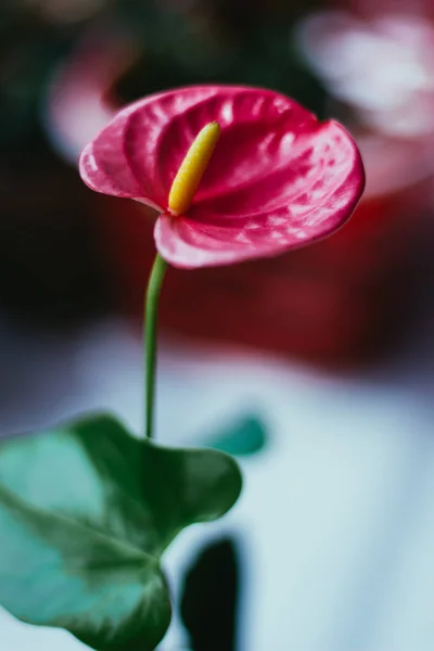 Красива Червона Квітка Антуріуму Саду Будинку — стокове фото