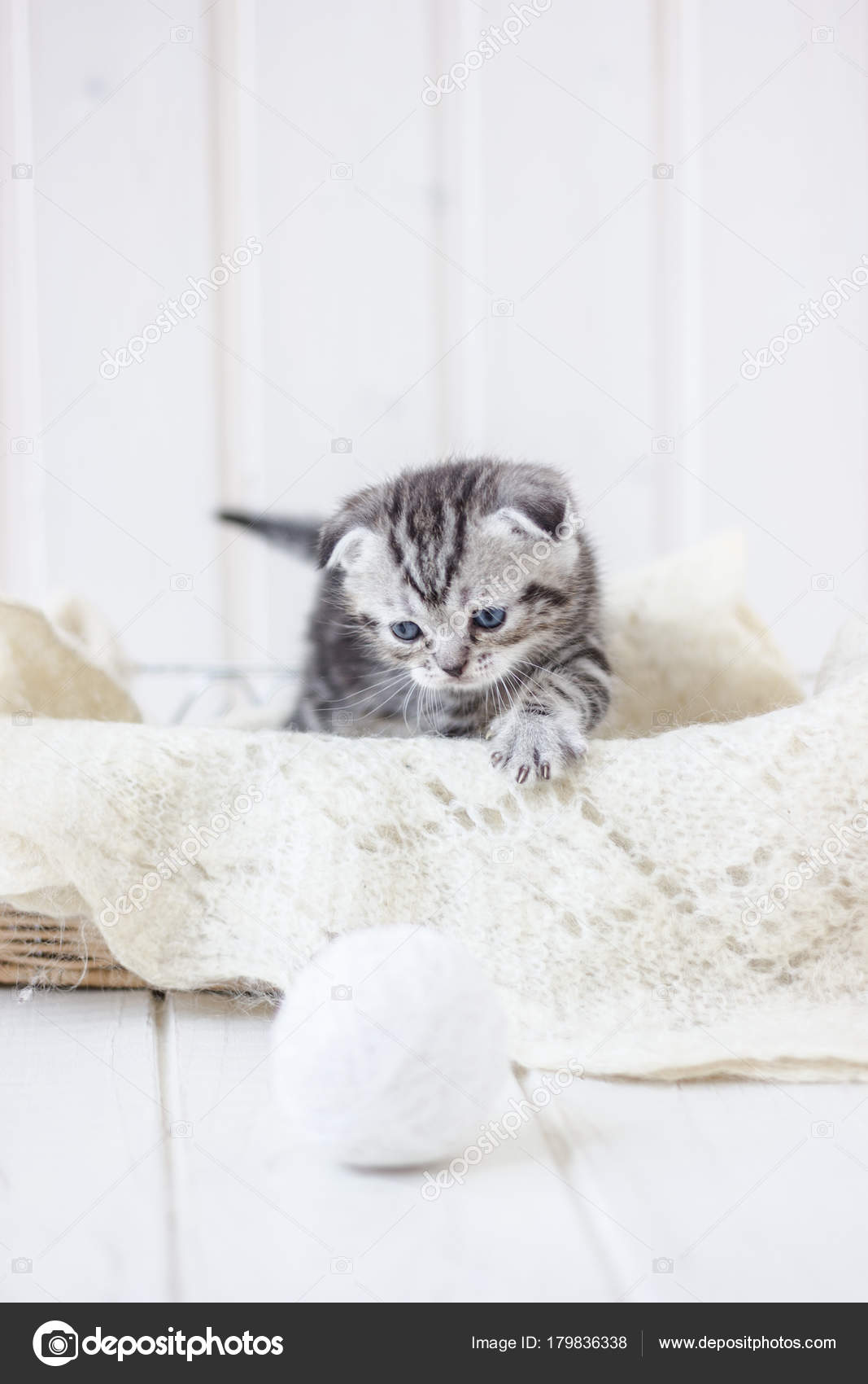 Sepette Oturan Sevimli Kedi Yavrusu Stok fotoğrafçılık