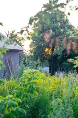 Günbatımı köy bahçesinde. Yabani ağaçlar ve otlar