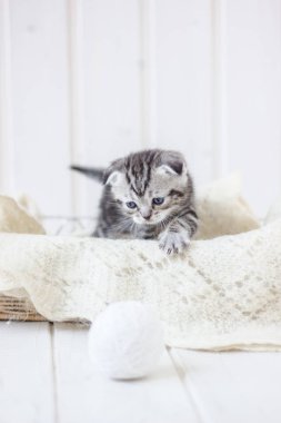 Sepette oturan sevimli kedi yavrusu.