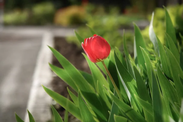 Red Tulip Flower Green Spring Garden — Stock Photo, Image
