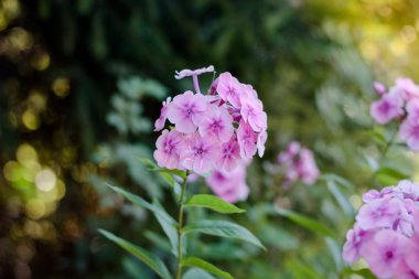 Çiçek bahçesinde pembe sardunya veya pelargonyum